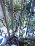 et mon jasmin, qui va encore a peu près, bien qu'il commence à attraper la pourriture blanche, et qui n'est pas non plus magnifique...