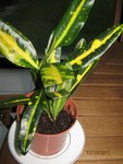 Plantes 1.jpg