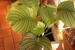 plante5.jpg
