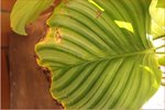 plante7.jpg