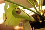 plante6.jpg