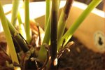 plante8.jpg