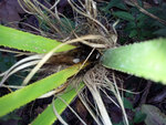 parasite palmier