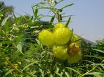 Cousin de la chayote?
