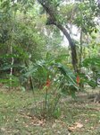 Site de Palenque