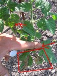 ici ,je ne coupe que la partie noircie des feuilles. il faut impèrativement laisser de quoi , pour que la plante fasse sa photosynthès , puis des nouvelles feuiles et des gourmantds sains!