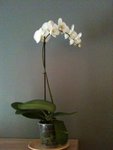 orchidée3.JPG