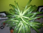DSC00043.jpg