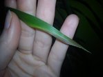 DSC00041.jpg