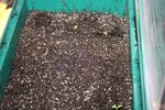 Coréopsis.JPG