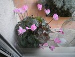 cyclamen.JPG