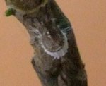 COCHENILLE 002.jpg