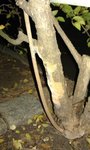Photo du troene avec &quot;champignon&quot; en haut et en bas + &quot;toile&quot;