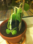 voila ma plante j'espère que quelqu'un va pouvoir m'aider et me dire ce que je doit faire ! :/