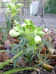 DSC02366.JPG