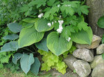qui plante blanche.jpg