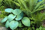 hosta_fougère.jpg
