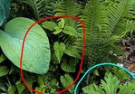 gros_plant2.JPG