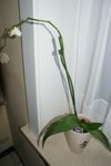 orchidée2.JPG