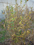 P1080886petit.jpg
