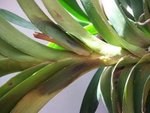 vanda