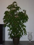 Mon Ficus