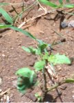 Un pied de tomate qui est repartit, (il était mort, enfin presque ;) )