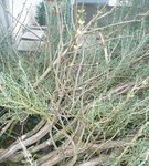 P1050554bis.jpg