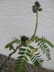 plante2.jpg