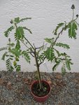 plante4.jpg