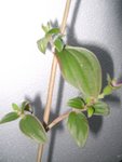 plante5.jpg