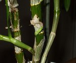 dendro (2).JPG