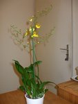 oncidium 1.JPG