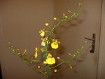 oncidium 2.JPG