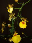 oncidium3.JPG