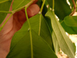 P1090917-A.jpg