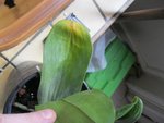 IMG_petite4.jpg