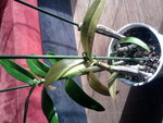 orchidée feuille jaunit