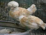 poulailler (2) - Copie - Copie.JPG