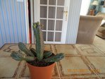 identifier cactus.jpg