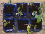 mes plants de framboisier