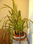 orchidee.jpg