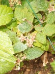 Est-ce que j'aurais bientôt des framboises ???