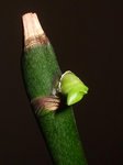 DSCF7490.jpg