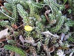 2012-01-15 gelée 5x.jpg