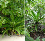 Cette plante donne de grosse grains, un peu comme de petites pommes de terre. (Thailande)