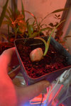 une graine de cette plante en germination.ça peut aider éventuellement à l'identification