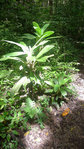 autre plante