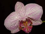 Phalaenopsis