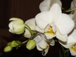 mini Phalaenopsis